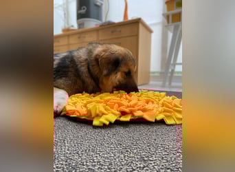 Betty, sehr liebe , ruhige und intelligente Hündin sucht Traumplatz