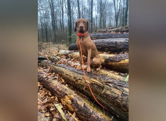 Wurfankündigung – Magyar Vizsla Welpen