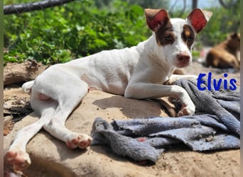 Elvis 12/2024 (ESP) - lustiger, verspielter und sozialer Bodeguero-Mix Welpe!