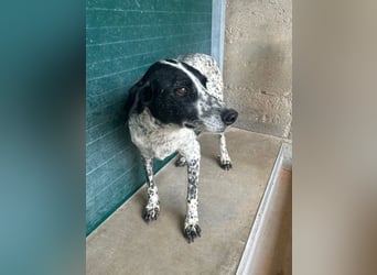 liebe Pointer Mischlings-Hündin Luna sucht ihre Menschen
