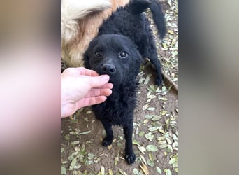 Freundlicher PANCHO ist ein liebevoller und allseits beliebter Traumhund