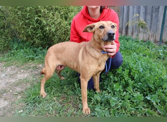 Terry, Mix Pinscher / Podengo, lieb und sozial