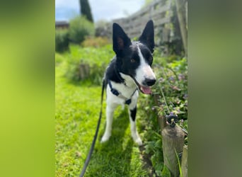 Baloo sucht ein liebevolles Zuhause
