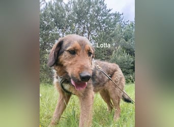 Lotta - Jagdterrier Mix