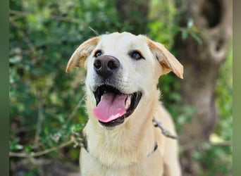 Victory: toller Familienhund