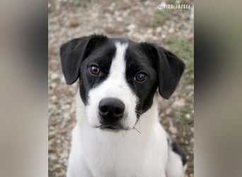 Ervin würde gerne bald das Tierheim verlassen !