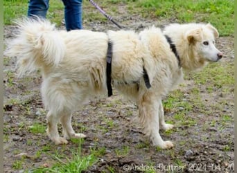 Puiu ist ein toller, super lieber Hund