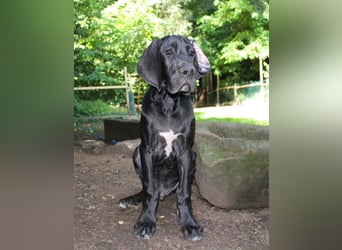 Zwei Deutsche Dogge Welpen mit VDH/DDC Papieren suchen noch ein schönes Zuhause.