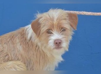 Big, ein kleiner Hund mit viel Energie und großem Kontaktbedürfnis
