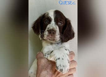 English setter Rüde Welpe