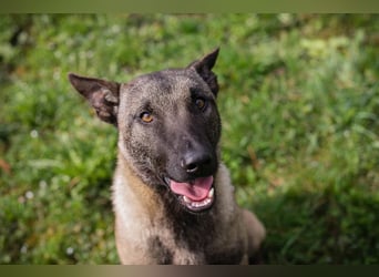 KARA - die brave, ruhige + gelehrige Hündin möchte so gerne deine vierbeinige Begleiterin sein!