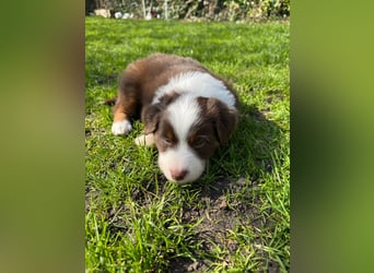 Mini Aussies-Mini Australian Shepherd Welpen