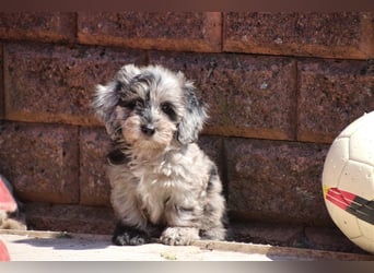 Aussiedoodle Traum ! Bezaubernde Welpen in tollen Farben aus erfahrener+überprüfter Familienaufzucht