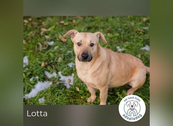 Lotta: sucht ihre Menschen