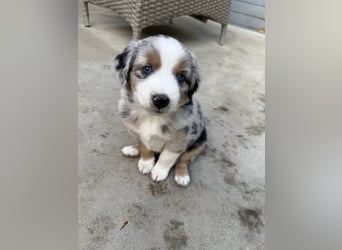 Mini Australien Shepherd Welpen suchen Traumzuhause