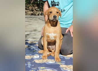 Austin wünscht sich ein eigenes Körbchen