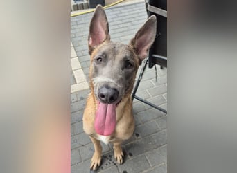Blue sucht einen Neustart