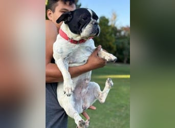 ROSI französische Bulldogge