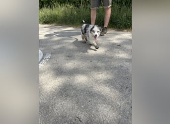 Australian Shepherd Welpe Bluey 