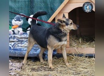 Fred sucht ein Zuhause