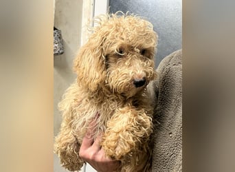 Noch ein süßer Labradoor Welpe verfügbar