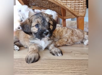 Havapoo Pudel Havaneser-ShihTzu