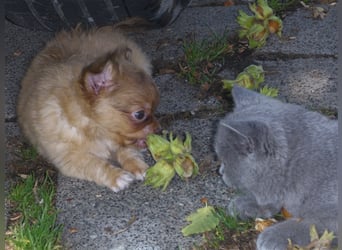 Liebe Chihuahuawelpen in Kurzhaar