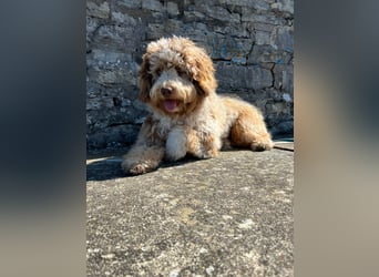 Aussiedoodle Traum ! Bezaubernde Welpen in tollen Farben aus erfahrener+überprüfter Familienaufzucht