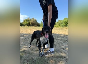 Süßfratz Bruno sucht sein Zuhause ❤️