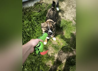 Dietrich sucht ein neues Zuhause !Kein Anfängerhund!