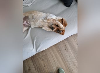 Kleine Zaubermaus Amali(1 Jahr/35 cm/9 kg) sucht liebevolles Zuhause