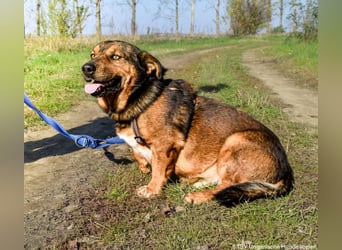 Archie - Vorliebe für Spaziergänge