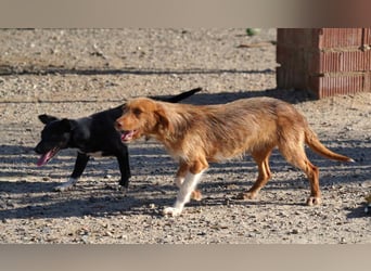 JOLENE-wunderschöne Strubbelmaus mit goldenem Herzen sucht ihre liebevolle "Für-immer-Familie"
