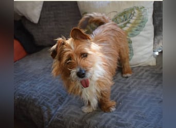 Yorki-Mix-Rüde freut sucht verantwortungsvolles Zuhause
