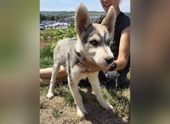 MONTY Husky Mix