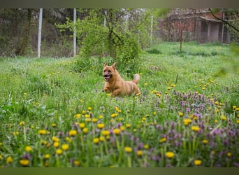 Raffi: Hundekind sucht ein Zuhause