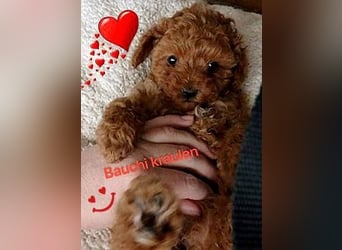 Wunderschöne Zwergpudelwelpen in Rot und Black & Tan