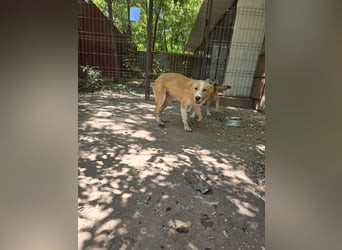 Wasco, 1 , 1/3  jähriger Bub, SH mittelgroß, neugierig, verspielt, aufgeschlossen, sozial)
