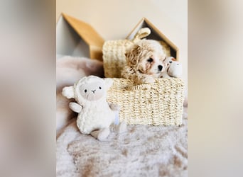 Maltipoo Pudel Malteser