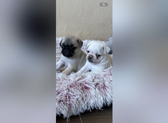 Mops Welpen ( noch 2 Rüde)