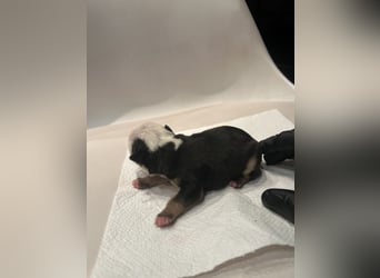 Hündin Nr7 bereist reserviert