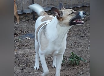 Vlada