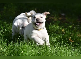 Shar-Pei x Labrador Mix Welpe Frenchy stellt sich vor......