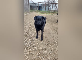 Hulla  - wunderschöne Hundedame sucht ihre Glücksfamilie
