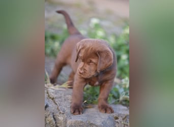Aussiedor Aussiedorwelpe Welpe Australien Shepherd x Labrador