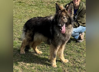 Balto