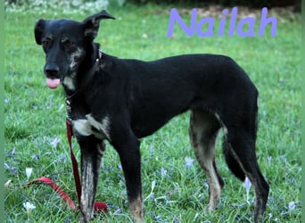 Nailah 03/2024 (in Deutschland) - neugierige und wunderschöne Begleiterin!