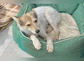 OZZY - sucht eine liebevolle Familie!