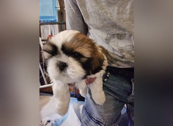 Reinrassige Shih Tzu 9 Wochen alt