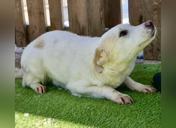 Carlotta - goldiges Hundekind